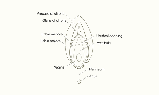 Moteriškų lytinių organų sandaros schema