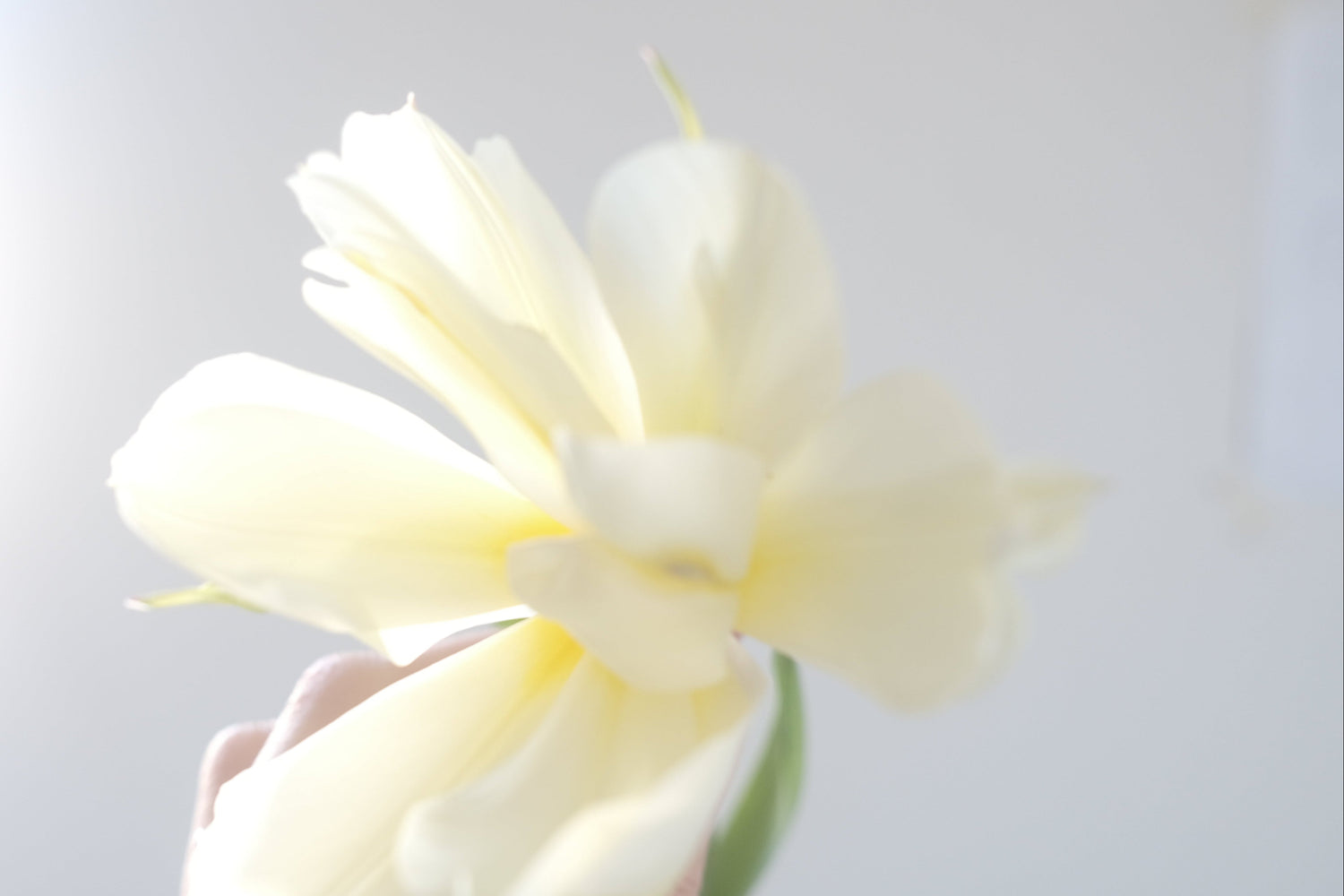 Close-up of a yellow tulip in sunlight